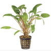 Cryptocoryne Petchi 5cm Pot - Image 2