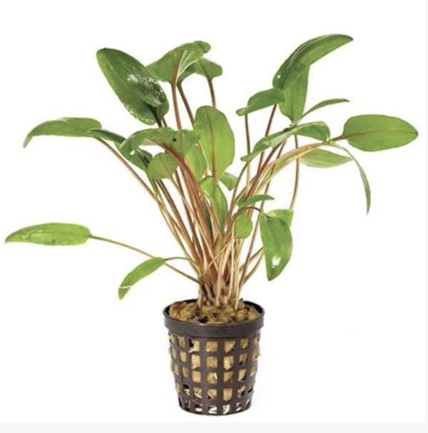 Cryptocoryne Petchi 5cm Pot