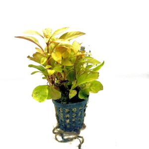 Alternanthera Bettzickiana Yellow