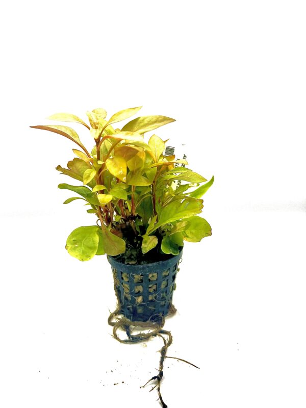 Alternanthera Bettzickiana Yellow