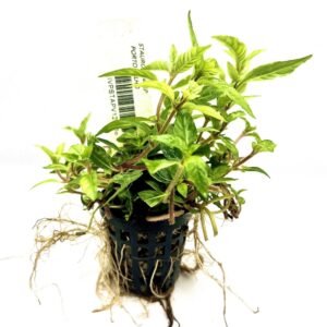 Staurogyne sp. “Porto Velho”
