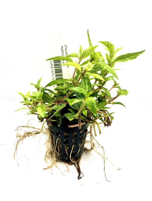 Staurogyne sp. “Porto Velho”