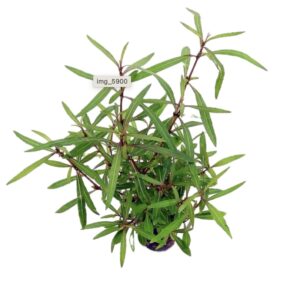 Hygrophila polysperma 'Tiger' 5cm Pot