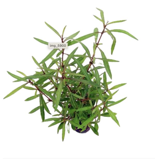 Hygrophila polysperma 'Tiger' 5cm Pot