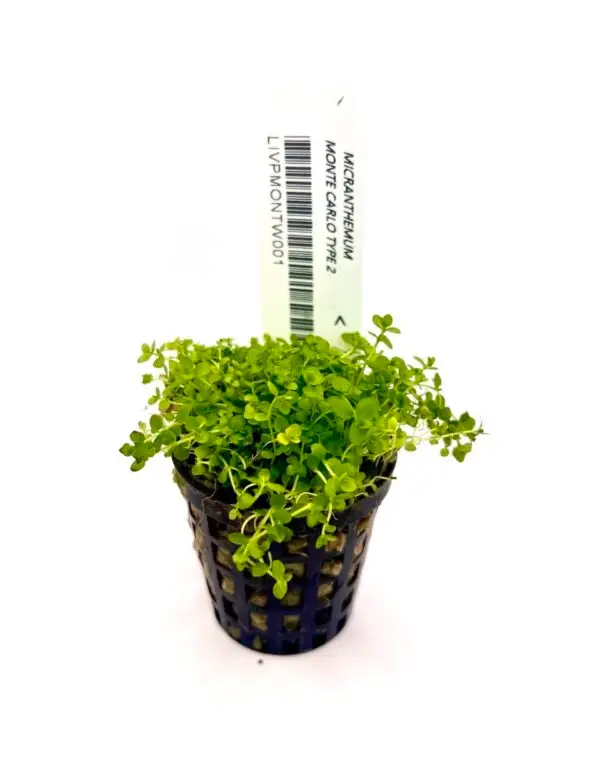 Microanthemum Monte Carlo Type 2