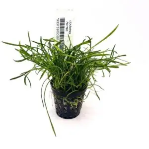 Lilaeopsis Novaezelandiae / Micro Sword