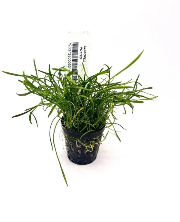 Lilaeopsis Novaezelandiae / Micro Sword