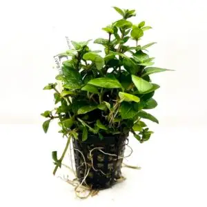 STAUROGYNE REPENS