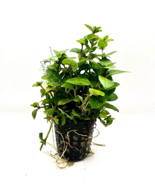 STAUROGYNE REPENS