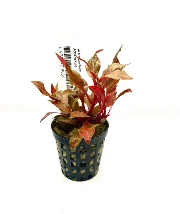 Alternanthera Rosanervig