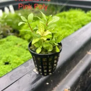 Hygrophila Rosanervis ‘Pink Poly’