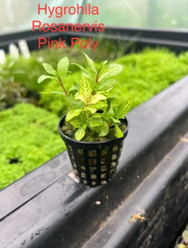 Hygrophila Rosanervis ‘Pink Poly’